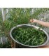 Australian Grown Organic Lemon Verbena Tea - Tisane de Verveine 50gr