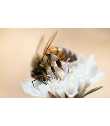 Marginata honey, the healthiest Australian antimicrobial 100% natural honey TA 20