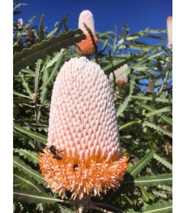 Marginata honey, the healthiest Australian antimicrobial 100% natural honey TA 20