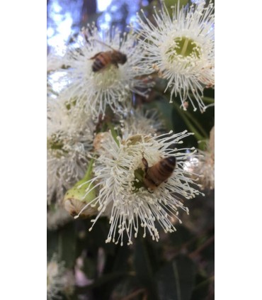 Miel de Marginata Australien antimicrobien 100% pur et naturel - TA 20+