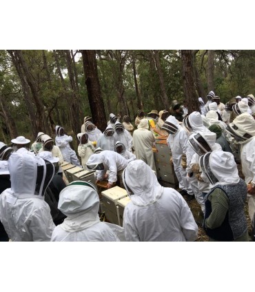 Marginata honey, the healthiest Australian antimicrobial 100% natural honey TA 20