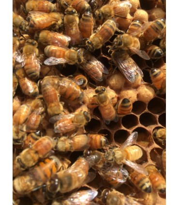 Marginata honey, the healthiest Australian antimicrobial 100% natural honey TA 20