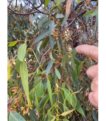 Miel de Marginata Australien antimicrobien 100% pur et naturel - TA 20+