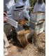 TA 45+ 500gr - Marginata 100% Pure and natural antimicrobial Australian honey