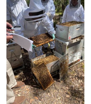 Marginata honey, the healthiest Australian antimicrobial 100% natural honey TA 20