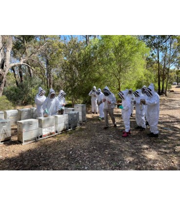 Marginata honey, the healthiest Australian antimicrobial 100% natural honey TA 20