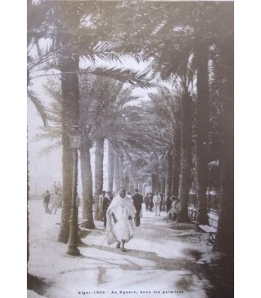 Old Photo of Algiers  Au Square  &  cedil   sous Les Palmiers